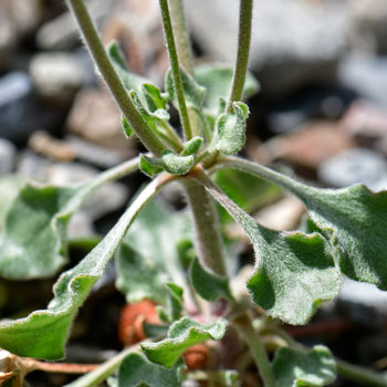 Eriogonum abertianum, Abert's Buckwheat